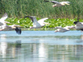 Pelicani in zbor